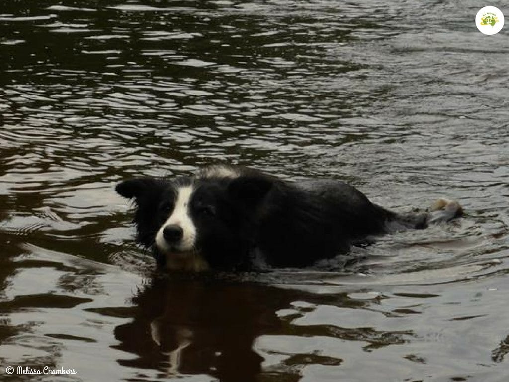dogs love to swim when camping in hot weather