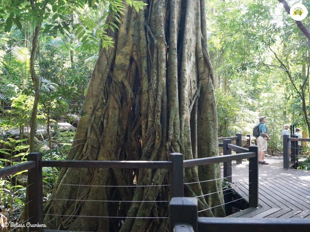 Natural Bridge