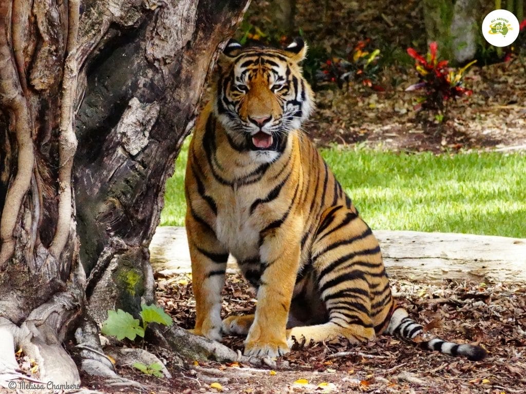 Tiger Island at Dreamworld