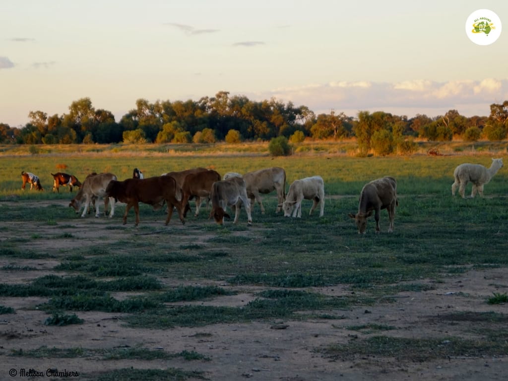 Farm animals at nakadoo