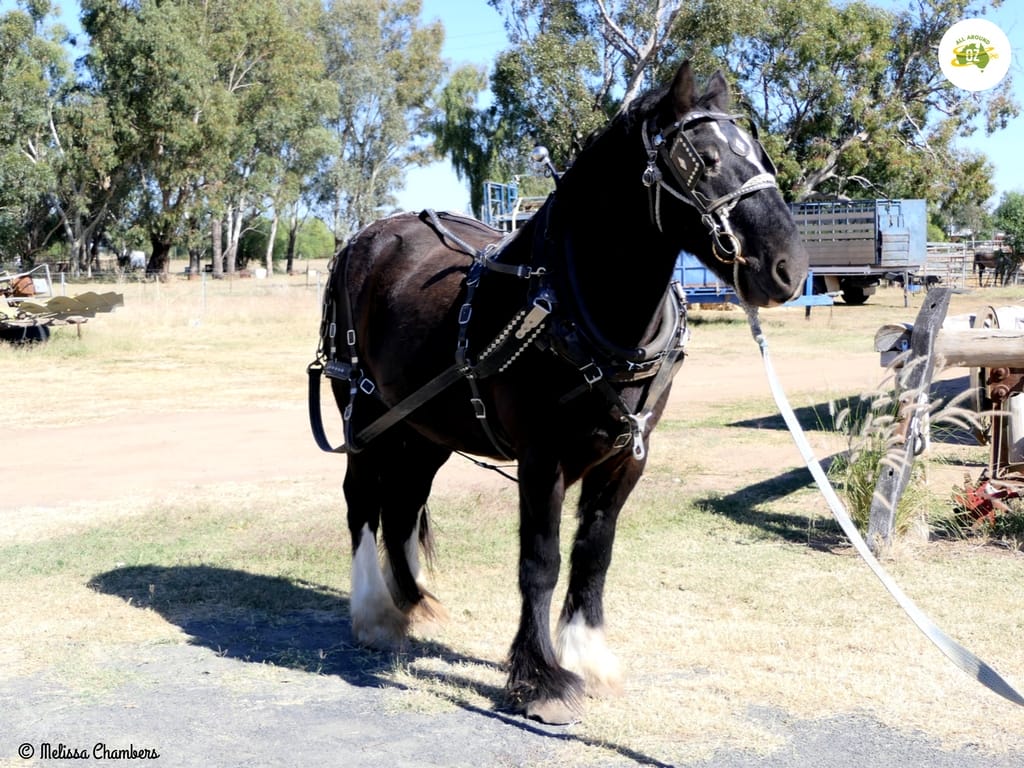 Draft horse at Nakadoo