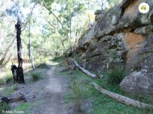 stay fit and healthy when travelling by going for a bush walk