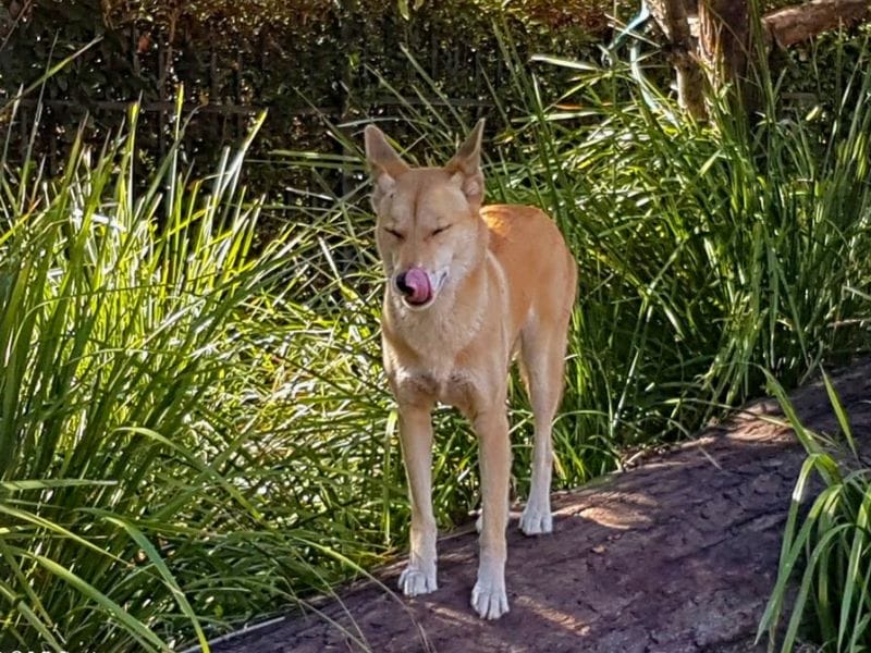 Dingo at Bundaberg Zoo