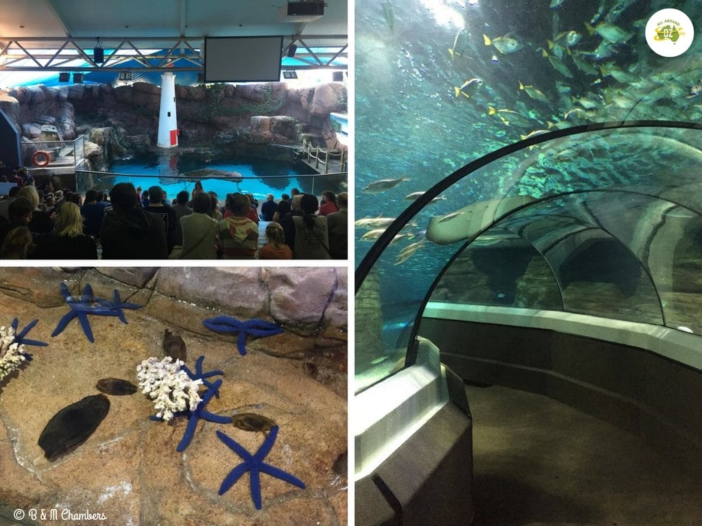 Things to do on the Sunshine Coast - Sealife at Mooloolaba
