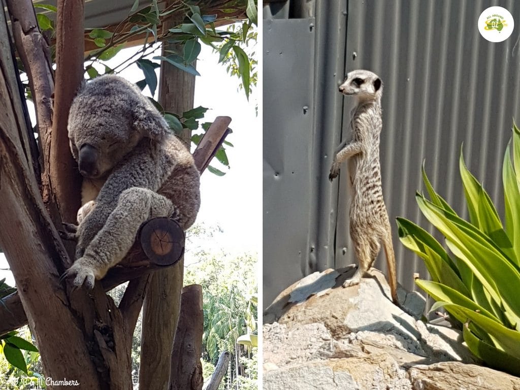 Things to do on the Sunshine Coast - Wildlife HQ Zoo