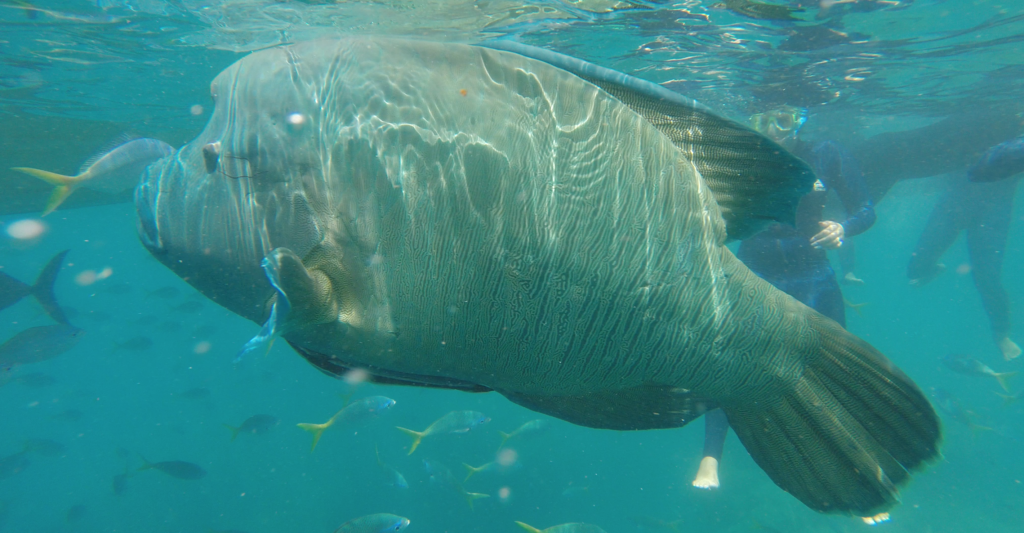 A Snorkeling Day Trip - Hump Headed Maori Wrasse