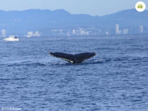 Whale Watching in the Gold Coast