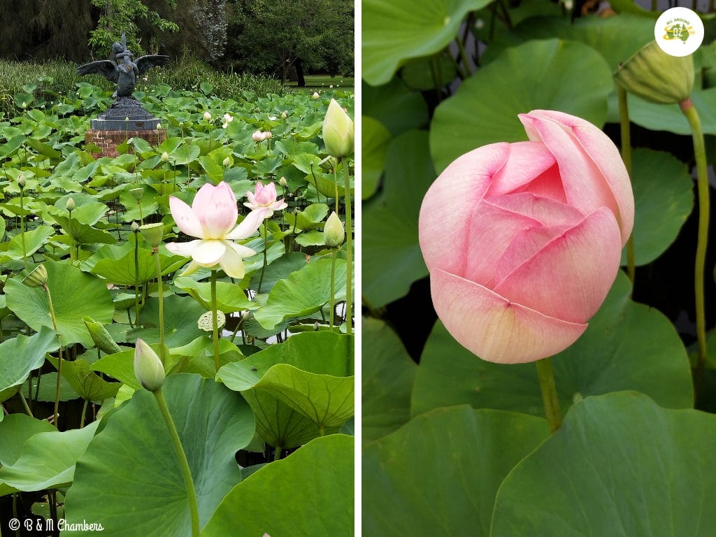 Adelaide in Two Days - Botanic Gardens