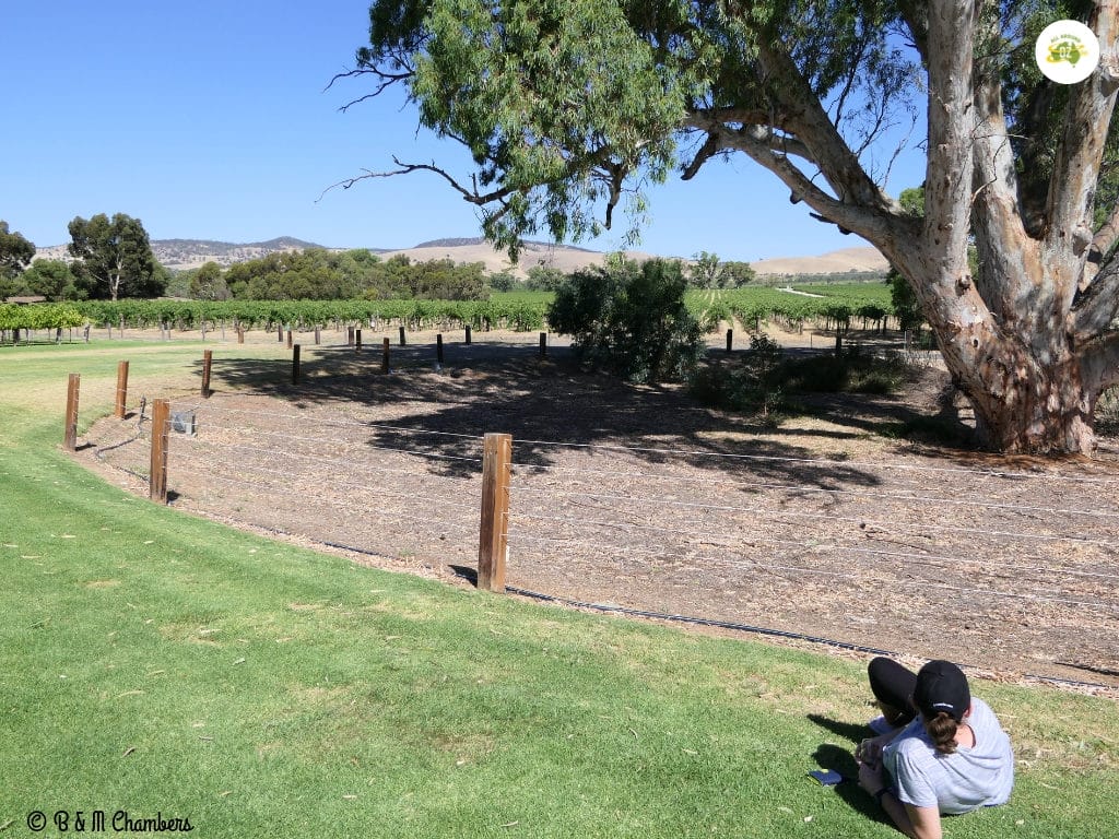 Grand Wine Estates of the Barossa Valley - Jacobs Creek