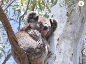 Koala Reserve