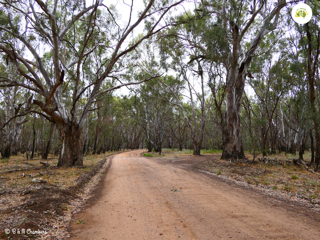 Narrandera Koala Reserve