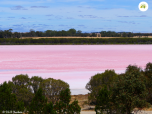Pink Lake