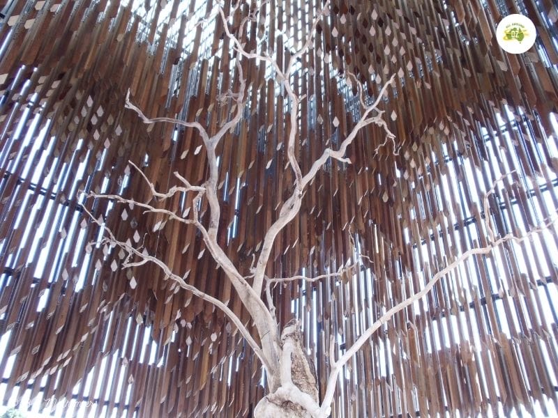 Tree of Knowledge, Barcaldine