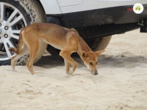 Fraser Island Dingo