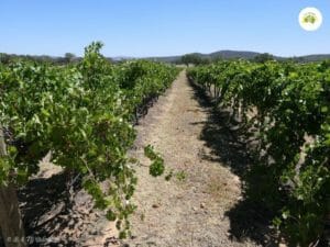 Grape Vines 1