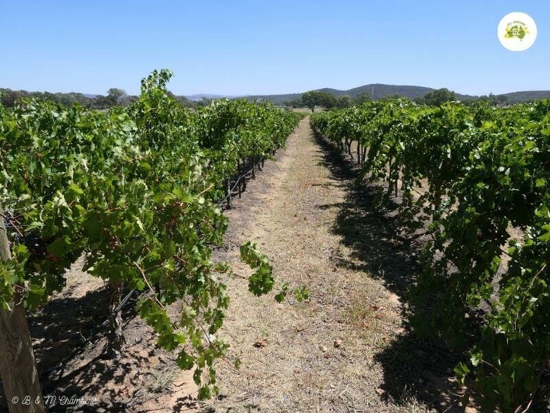 Grape Vines 1