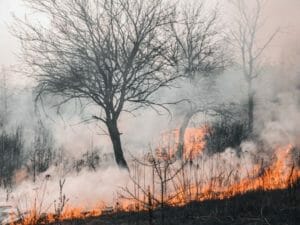 Bushfire 2