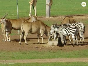 Dubbo Zoo Zebras