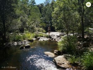 Exploring the Bush 1