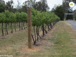 Murrumbateman Winery 1