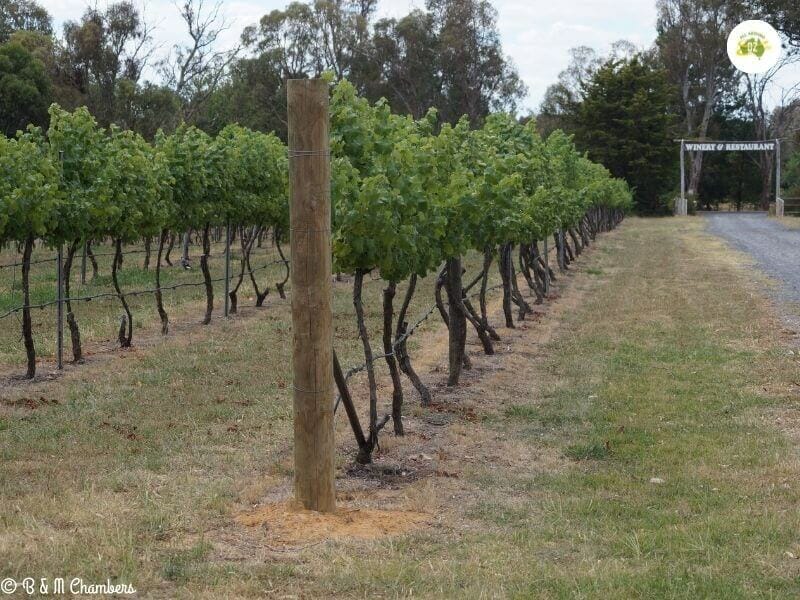 Murrumbateman Winery 1