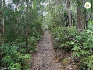 Walking Track 1