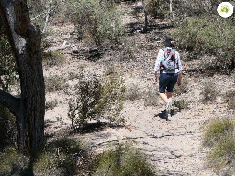 Bush Walking 1