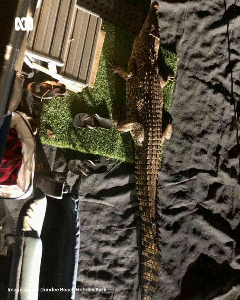 croc on amukmat