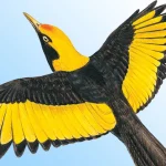 Morcombes birds of australia