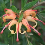 Wildflowers of wa app